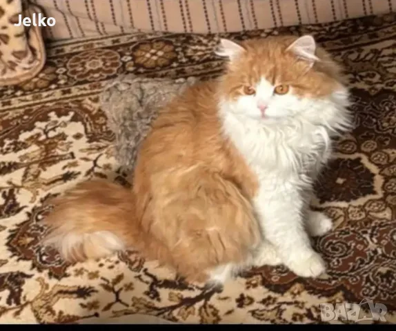 Персийски Мъжки Котарак "Бени" на 1 Година + Доставка