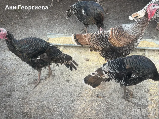 Пуйки на 4-месеца , снимка 6 - Кокошки и пуйки - 56573578