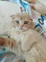 Разкошни шотландски котенца, снимка 2
