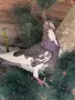 Поморийски ролери акмани , снимка 3