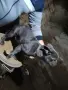мъжки френски булдог , снимка 1