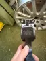 Педал газ за мерцедес вито, снимка 2