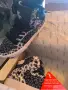 Нови кецове Supra Vaider static cheetah-white, снимка 11