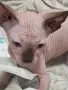 Сфинкс, момчета и момичета, снимка 9