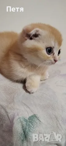 Разкошни шотландски котенца, снимка 4 - Британска късокосместа - 56688456