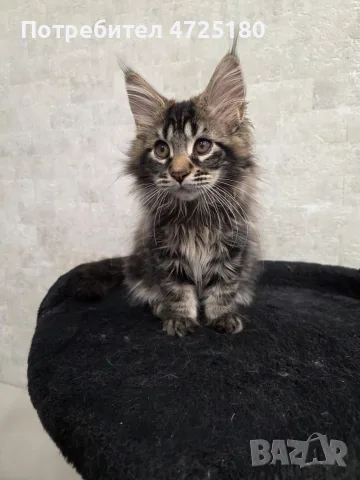 Maine Coon Kittens, снимка 7 - Мейн кун - 56606562