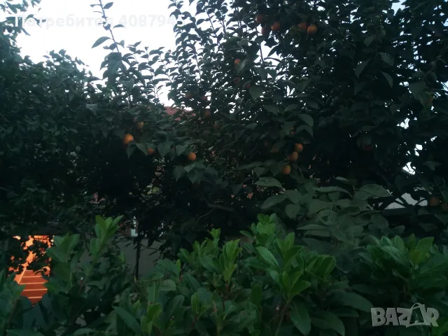Продавам райски ябълки, снимка 2 - Домашни напитки - 56601205