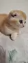 Разкошни шотландски котенца, снимка 4