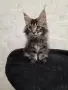 Maine Coon Kittens, снимка 7