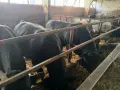 Месодайни телета, снимка 3