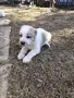 ПО ДОГОВАРЯНЕ! Малки алабайчета, снимка 2