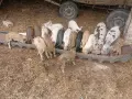 Продавам малки прасенца , снимка 1