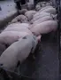 Продавам прасета за клане, снимка 2