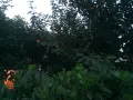 Продавам райски ябълки, снимка 2
