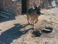 Продавам немска овчарка , снимка 3