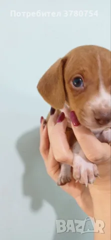 Дакел пиебалд piebald dachshund , снимка 6 - Дакели - 56338485