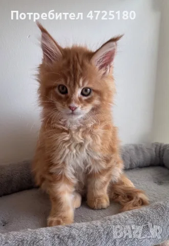 Maine Coon Kittens, снимка 3 - Мейн кун - 56606562