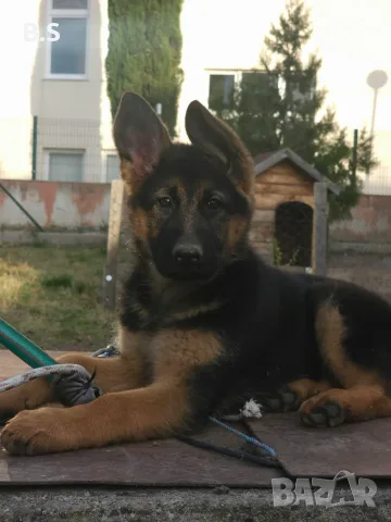 Чистокръвна немска овчарка 