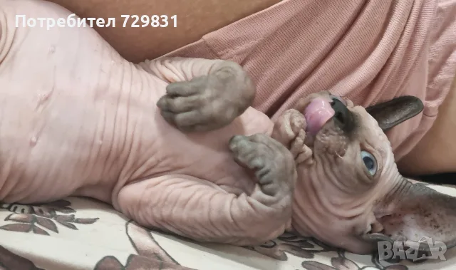 Котенце сфинкс, мъжко, снимка 2 - Сфинксове - 56568577