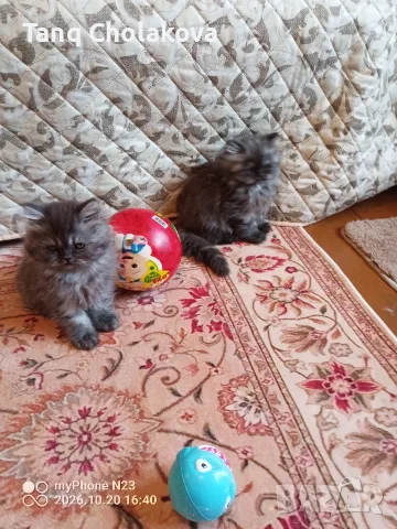 Персийски котенца 