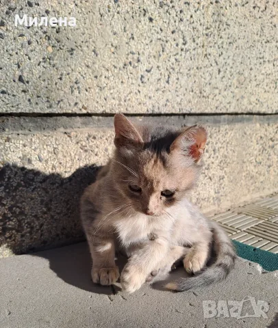Подарявам две котенца. Майката е дългокосместа., снимка 2 - За котки - 56552912