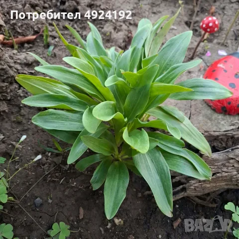 Лилиум Бял крем градинско растение, снимка 3 - Градински цветя и растения - 56300364