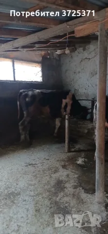 Продавам  мъжко теле, снимка 4 - Крави - 56575637