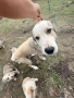 Алабай на 60 дни!, снимка 17