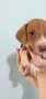Дакел пиебалд piebald dachshund , снимка 6