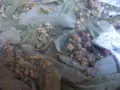 Сух липов цвят.., снимка 5