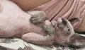 Котенце сфинкс, мъжко, снимка 2