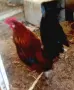 декоративни кокошки - джинки, снимка 4