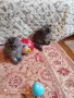 Персийски котенца , снимка 1