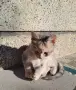 Подарявам две котенца. Майката е дългокосместа., снимка 2