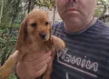 Кокер Шпаньол.. , снимка 7