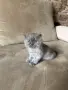 Персийски котета, снимка 5