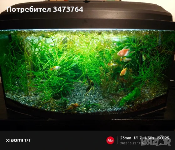 Аквариум с риби 60 и стойка, снимка 3 - Рибки - 56614424