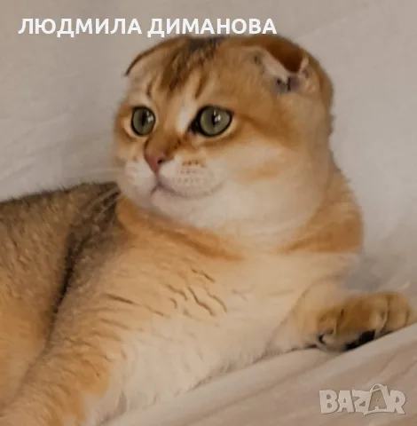 Златна чинчила момиче. , снимка 6 - Чинчили - 56632407