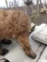 Малки пухкави болонки, снимка 5