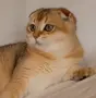Златна чинчила момиче. , снимка 6