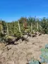 Продава КЪЩА област Ловеч, с. Йоглав, снимка 5