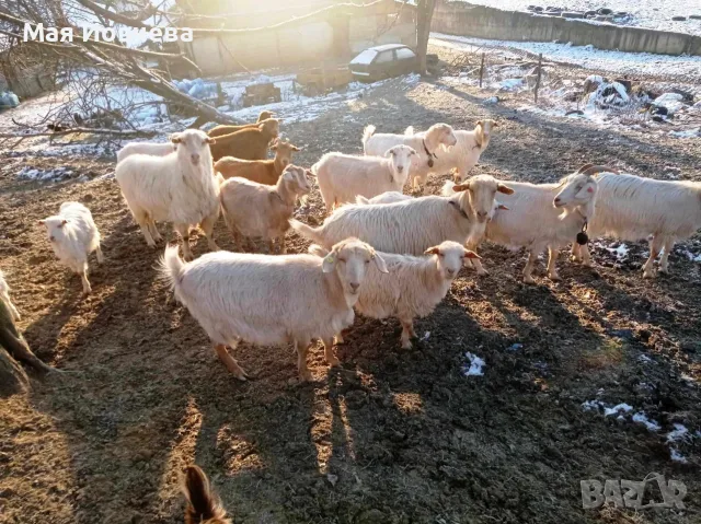 Проавам кози и ярета, снимка 5 - Кози - 56744834