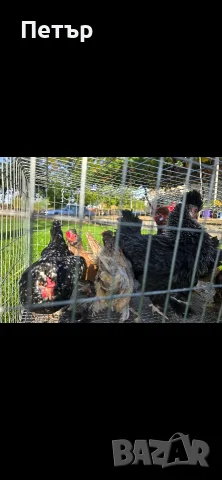 Декоративни кокошки и петли джинки, снимка 4 - Кокошки и пуйки - 56404370