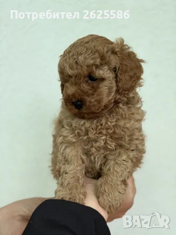 Той пудел toy poodle МОМЧЕ , снимка 2 - Пудели - 56356970
