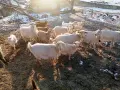 Проавам кози и ярета, снимка 5