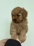 Той пудел toy poodle МОМЧЕ , снимка 2