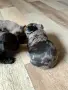 малки френски булдочета , снимка 3