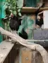 Продавам трио розкомб/млади/, снимка 2