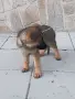 Малки немски овчарски!, снимка 10