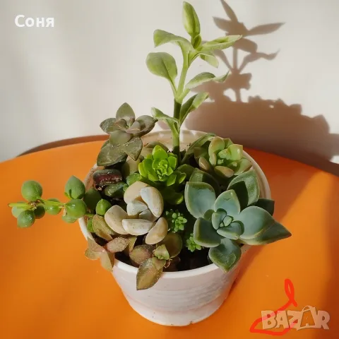 Сукуленти микс вкоренени, снимка 2 - Стайни растения - 56584249